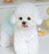 Dog Outfit Cute Puppy Dress Dog Tutu Cat Apparel Pet Clothes
