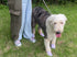 Dog Shoes for Large Dogs Waterproof Dog Boots & Paw Protectors