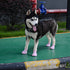 Dog Shoes for Large Dogs Waterproof Dog Boots & Paw Protectors