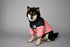 Dog Winter Coat Windproof Jacket for Small Medium Dogs for Cold Weather