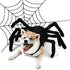 Halloween Pet Spider Harness Costume