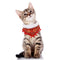 Pet Collar Lovely Holiday Collar