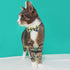 Classic Plaid Bowtie Cat Collars