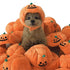 Halloween Pumpkin Hats for Kitten Puppy
