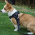 Easy for Walking Sport Harnesses with Handle