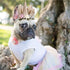 Pet Costume Unicorn Halloween Birthday Cap