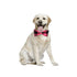 Dog Christmas Classic Plaid Collars