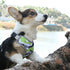 Dog Harnesses Soft Chest Vest for Puppy