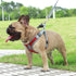 Breathable Soft Air Mesh Harnesses for Puppy