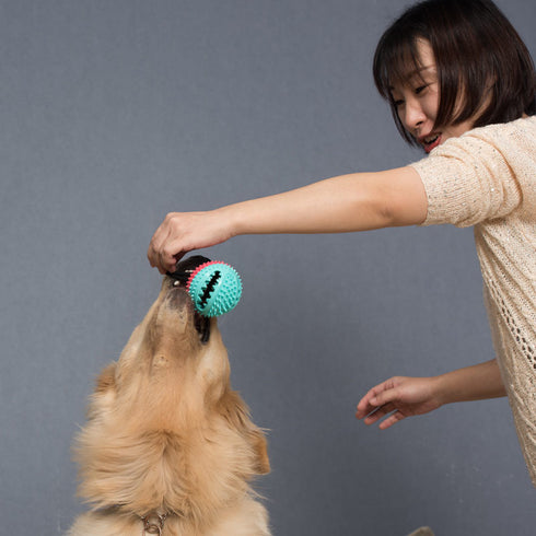 Dog Treat Dog Food Dispensing Teeth Cleaning Chew Toy