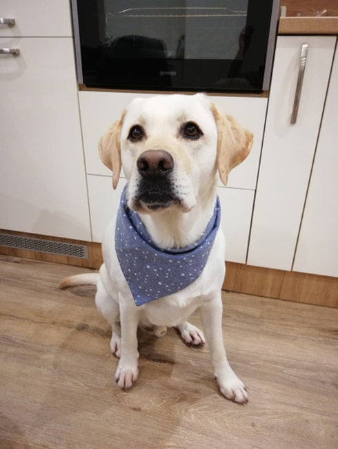 Cool Pets Star Bandana Scarf for Pet