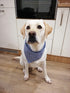 Cool Pets Star Bandana Scarf for Pet