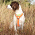 Breathable Mesh Vest Puppy Harnesses