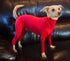 Dog Jumpsuit Zip Up Dog Plain Blank Clothes