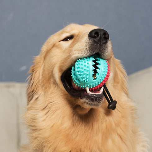 Dog Treat Dog Food Dispensing Teeth Cleaning Chew Toy