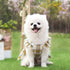 Cute Pet Summer Bow Wedding Dress