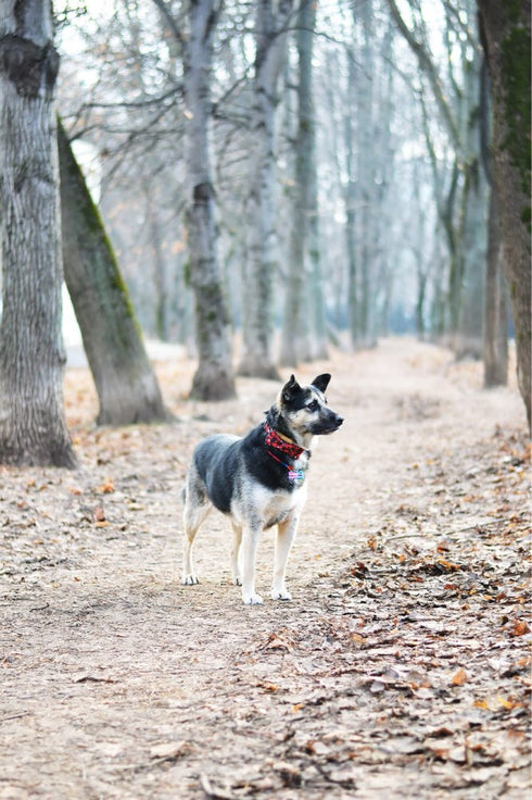 Christmas Classic Plaid Snowflake Dog Collar