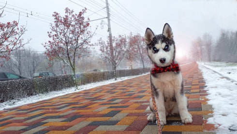 Christmas Classic Plaid Snowflake Dog Collar