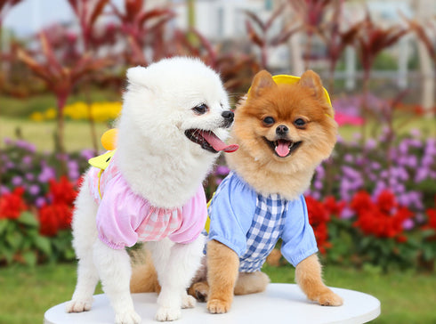 Dog Summer Duck Plaid Shirts Clothes with Hat