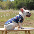 Hawaiian Dog Shirts Apparel Suit for Holiday
