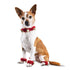 Christmas Holiday Dog Accessories Red Collar
