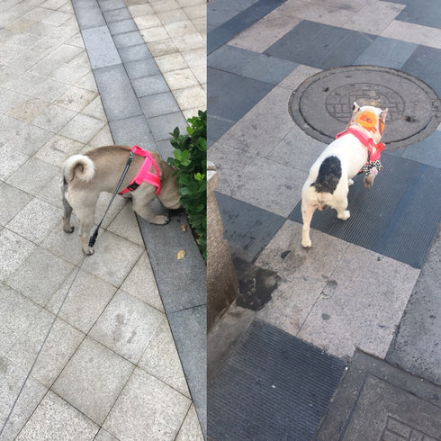 Walking Easy Control Dog Harnesses