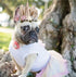 Pet Costume Unicorn Halloween Birthday Cap