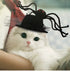 Funny Hat with Spider Hairpiece for Kitten Puppy