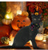 Halloween Pumpkin Hat and Collar