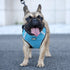 Dog Harnesses with Handle for Outdoor Training