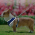 Back Leash Clips Breathable Reflective Dog Vest