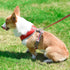 Back Leash Clips Breathable Reflective Dog Vest
