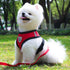 Reflective Soft Padded Vest with Dog Leash