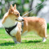 Back Leash Clips Breathable Reflective Dog Vest
