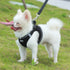 Dog Harnesses with Handle for Outdoor Training