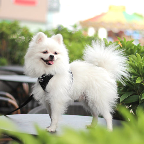 Dog Reflective Harnesses and Dog Leash