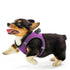 Breathable Mesh Summer Vest Reflective Dog Harnesses